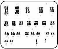 Chromosomes