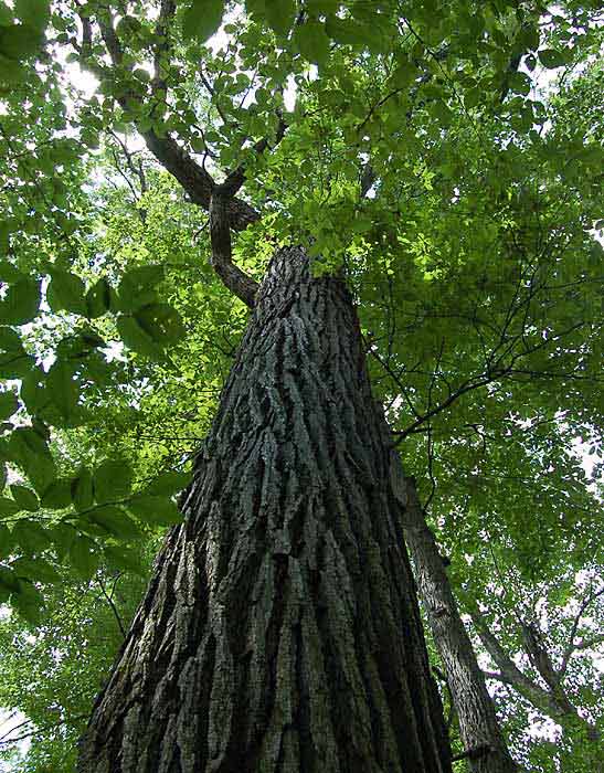 Towering oak tree