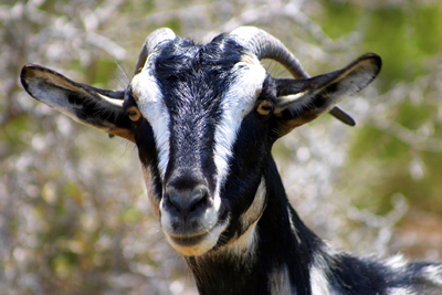 The Prophet Muhammad (pbuh) compared the one who performs halala to a billy goat