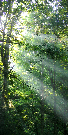 Sun rays through the trees