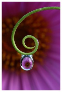 Flower reflected in a drop of water