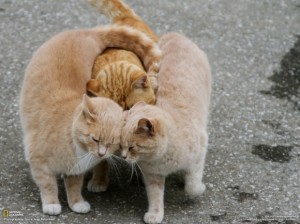 catthirdwheel