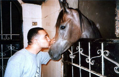 Petting one of the Arabian Horses