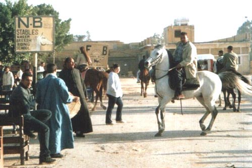 An Arabian Horse