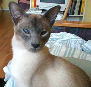 Siamese cat